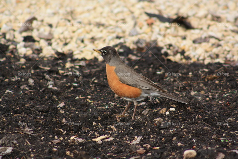 Robin in the mud