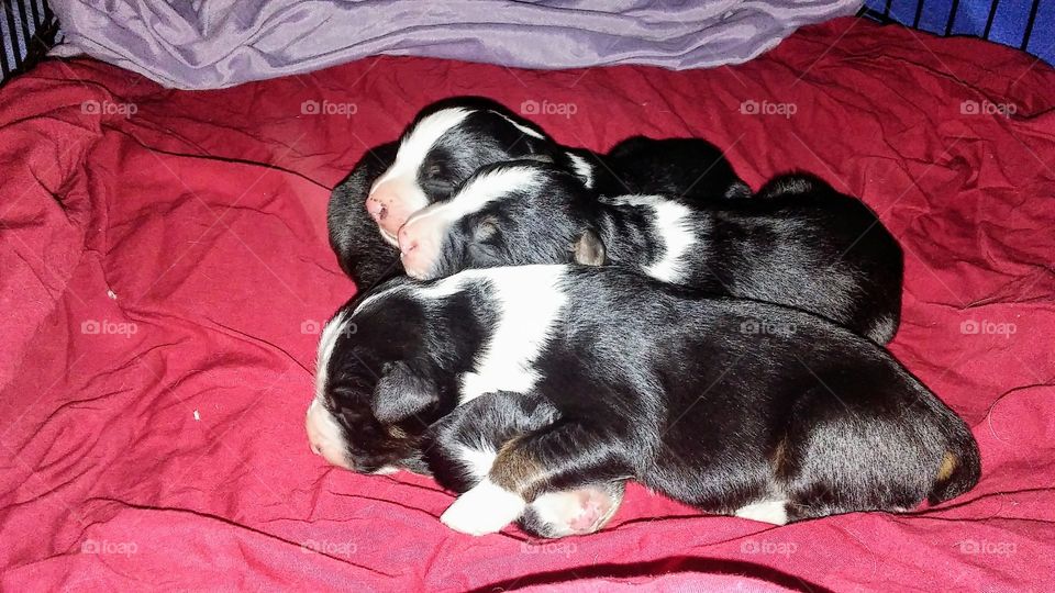 One week old Australian Sheperd Puppies...Ruger, Savage, Colt, and Winchester