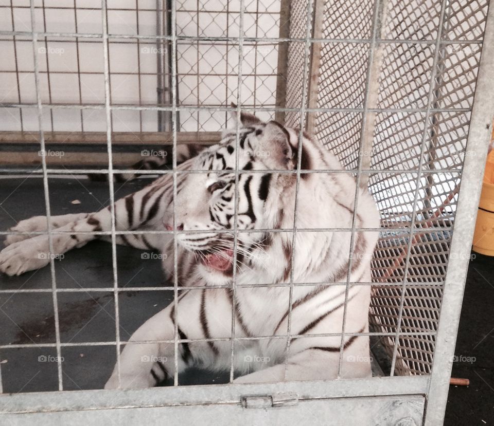 Tiger. Petting Zoo