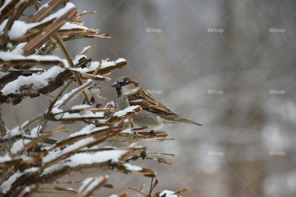 Camouflaged House Sparrow with snow