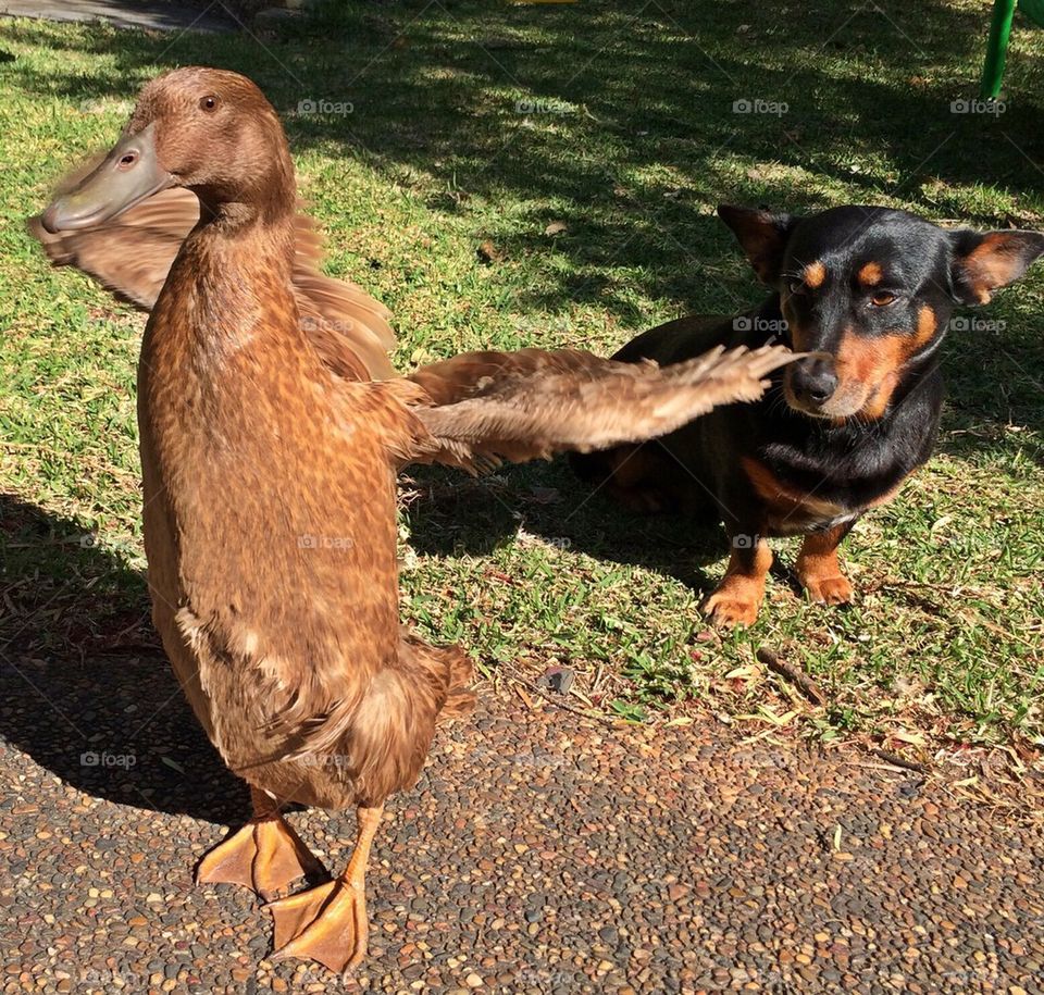 Duck and dog