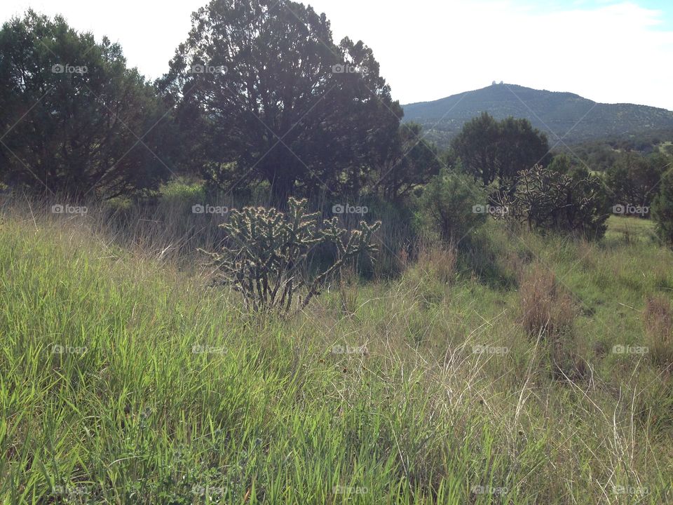 Cactus And Grass in Davis Mountains 