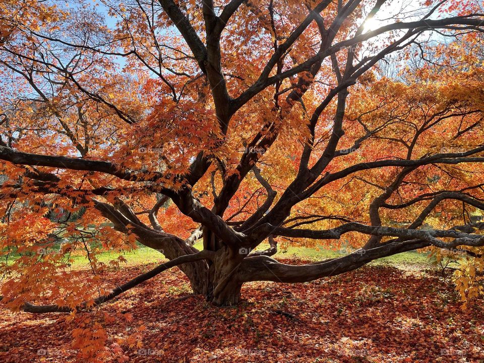 Huge colorful tree with autumn leaves 