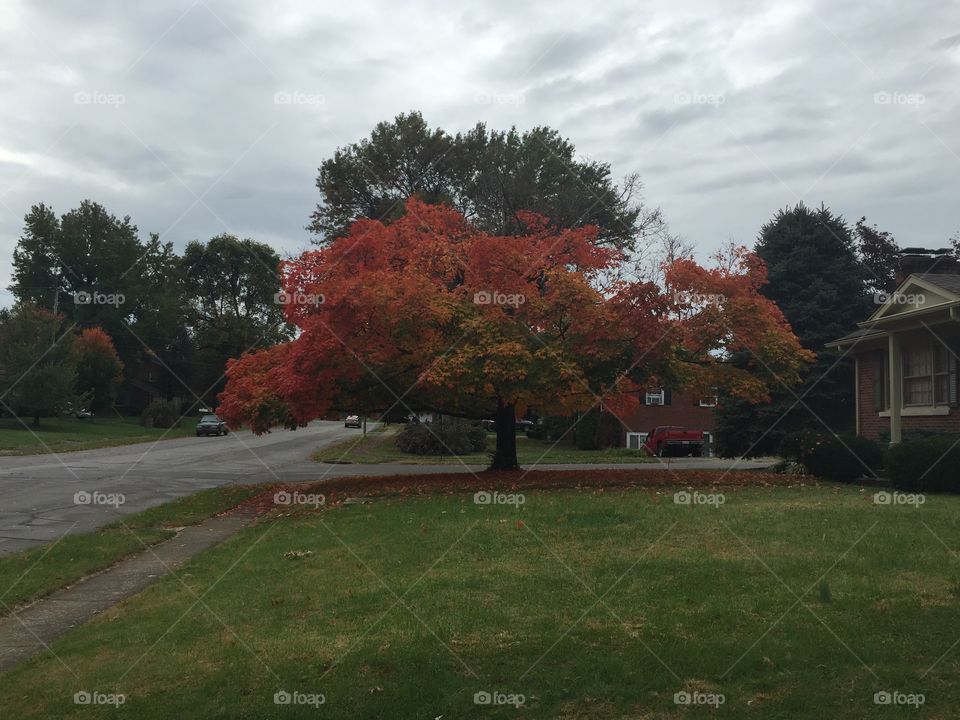 Fall in the Neighborhood