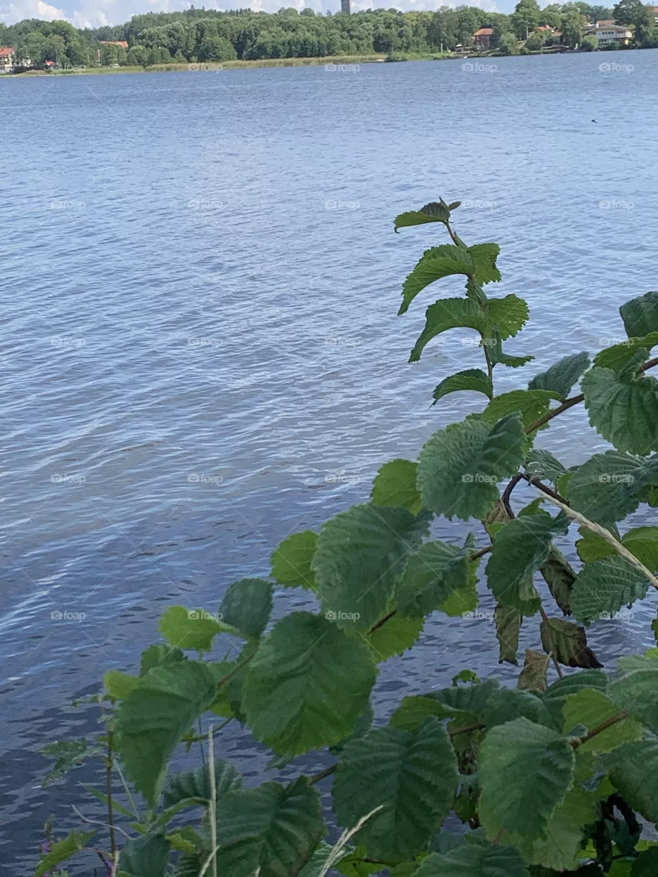 Leaf over the lake