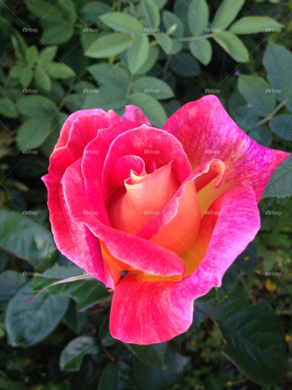 Pink Rose. Pink English rose