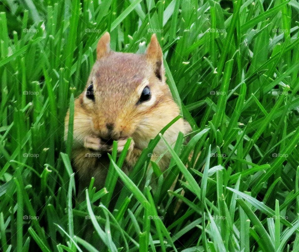 Chipmunk in high grass