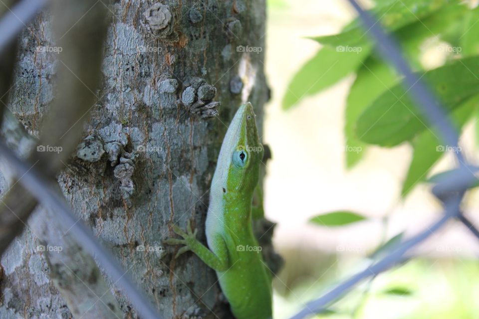 Green lizard on tree in backyard