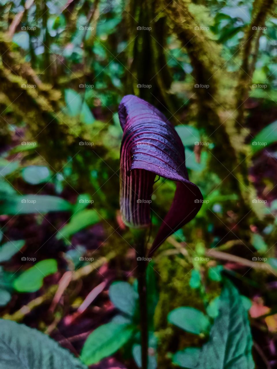 Cobra lily (Arisaema sp) blooming with
blurred plant leaves background, growing in tropical forest of North sumatra,
Indonesia