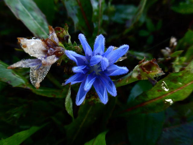 blue flower