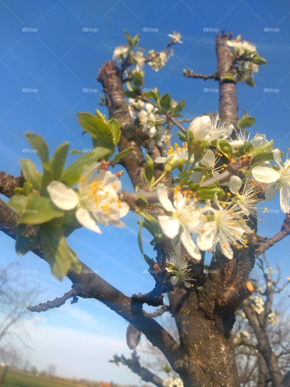 Plum in bloom