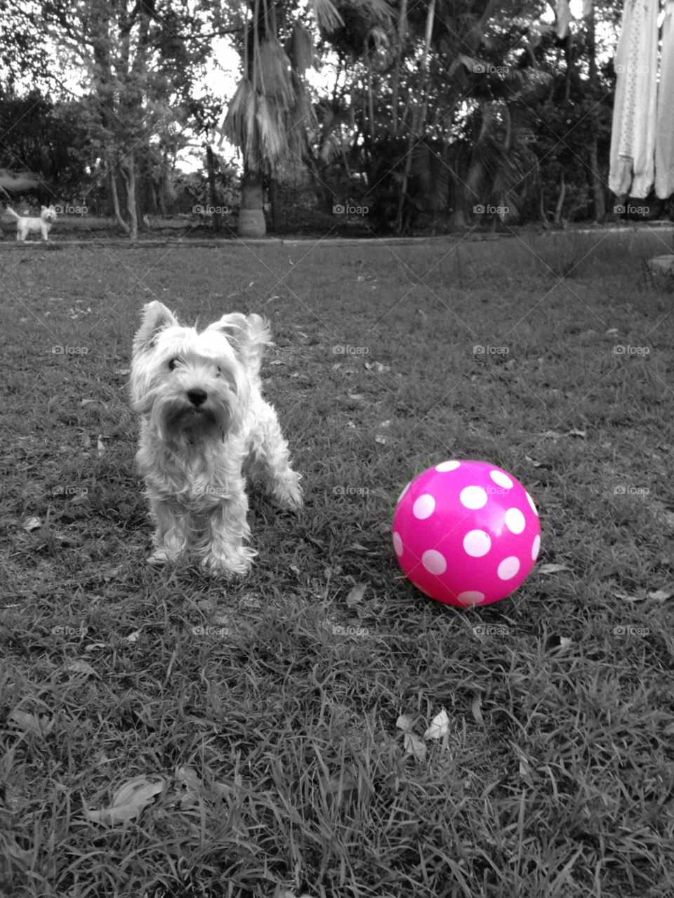 garden white dog cute by cattibutler