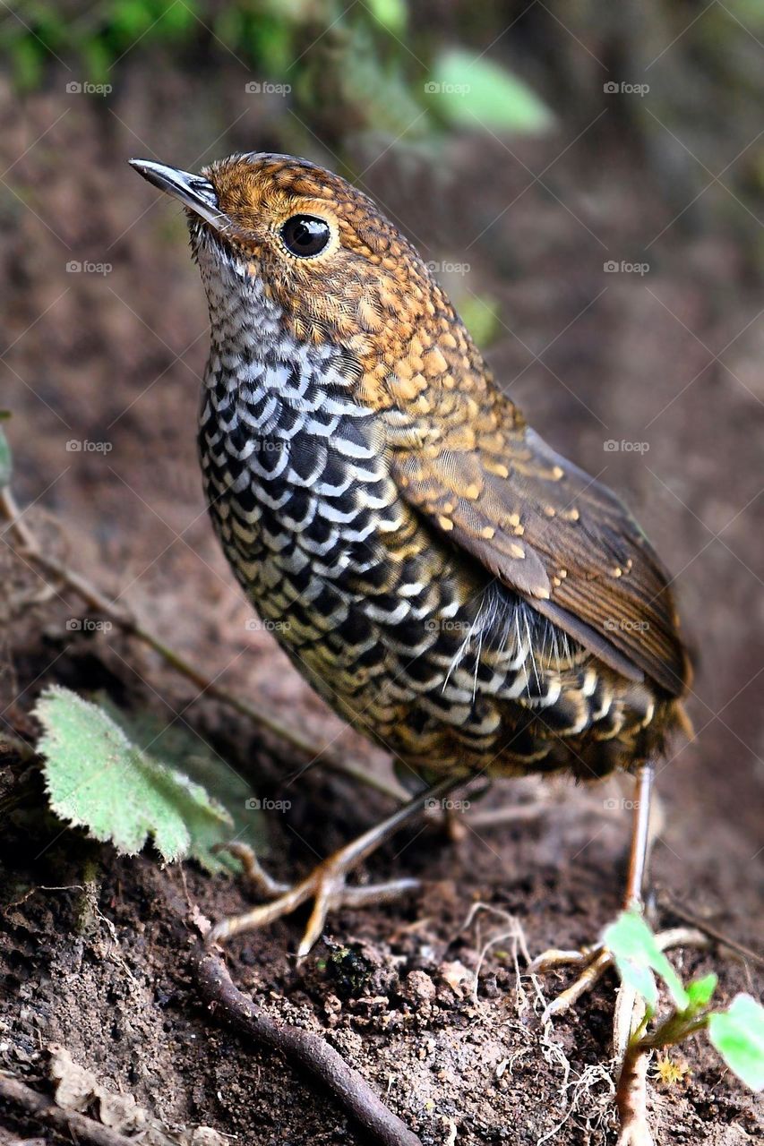 Beautiful and cute bird