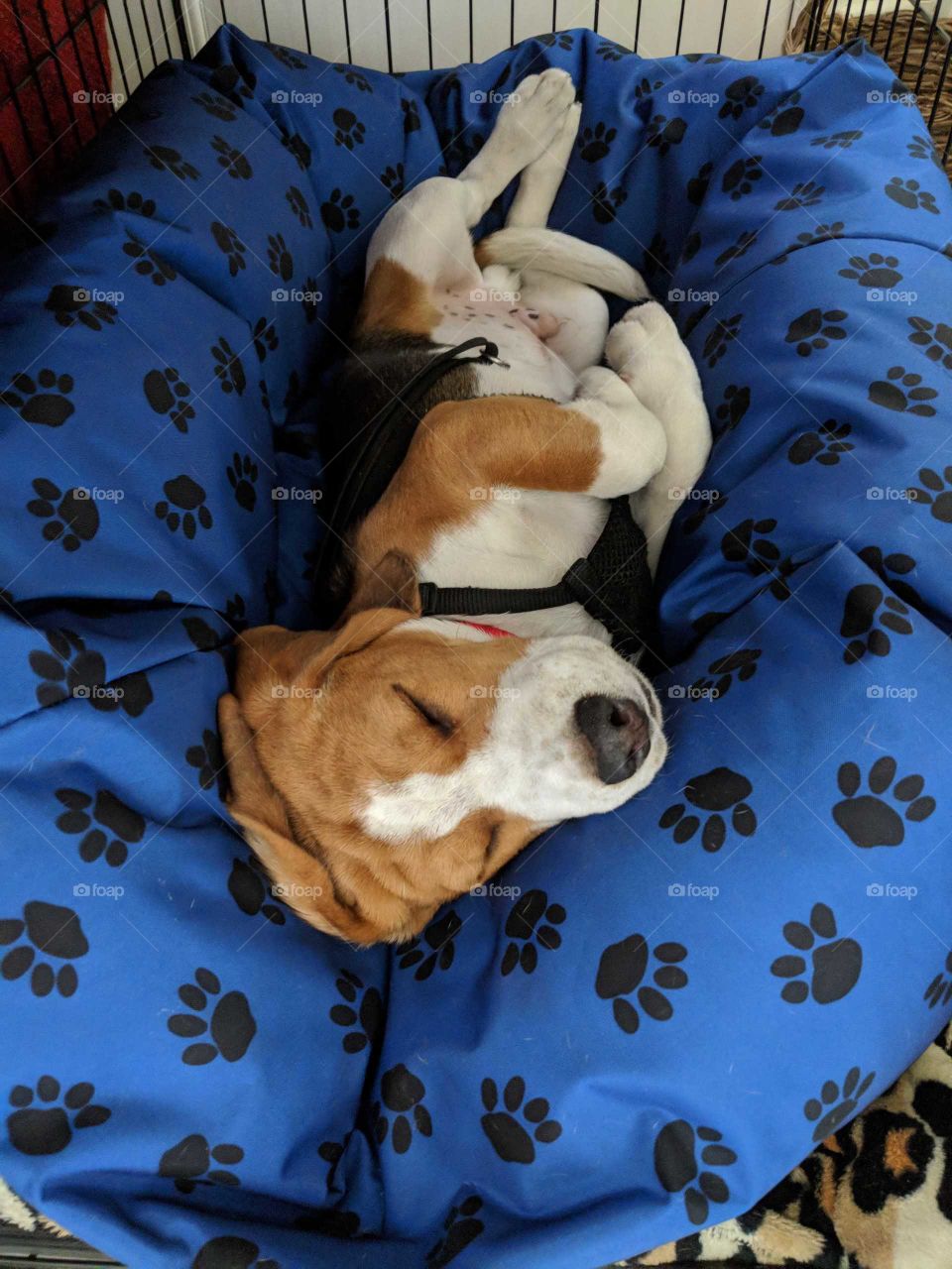 Beagle in Bed