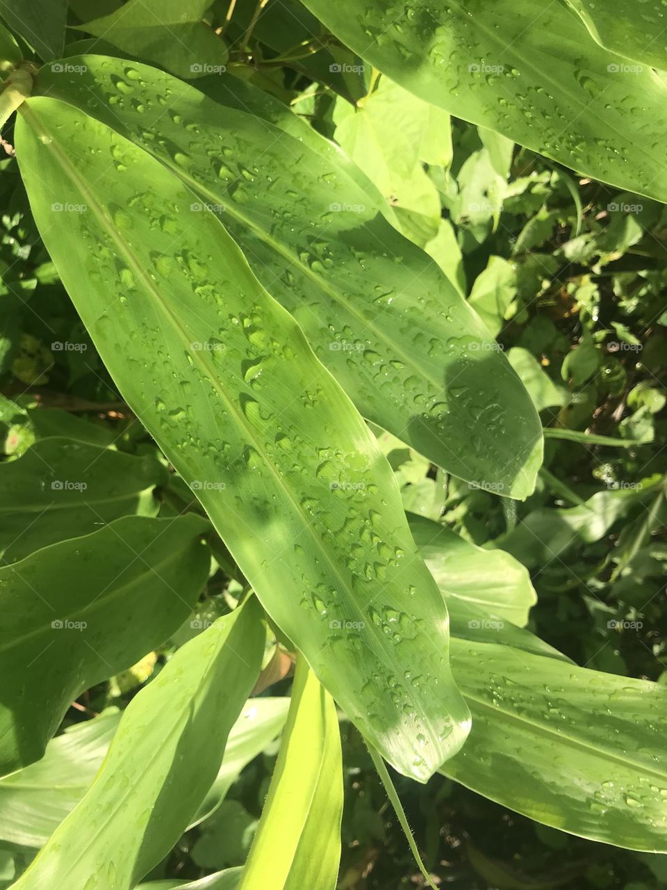 Wet leaves in rainforest 