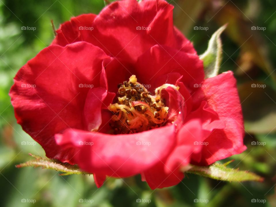 Macro shot of red flower