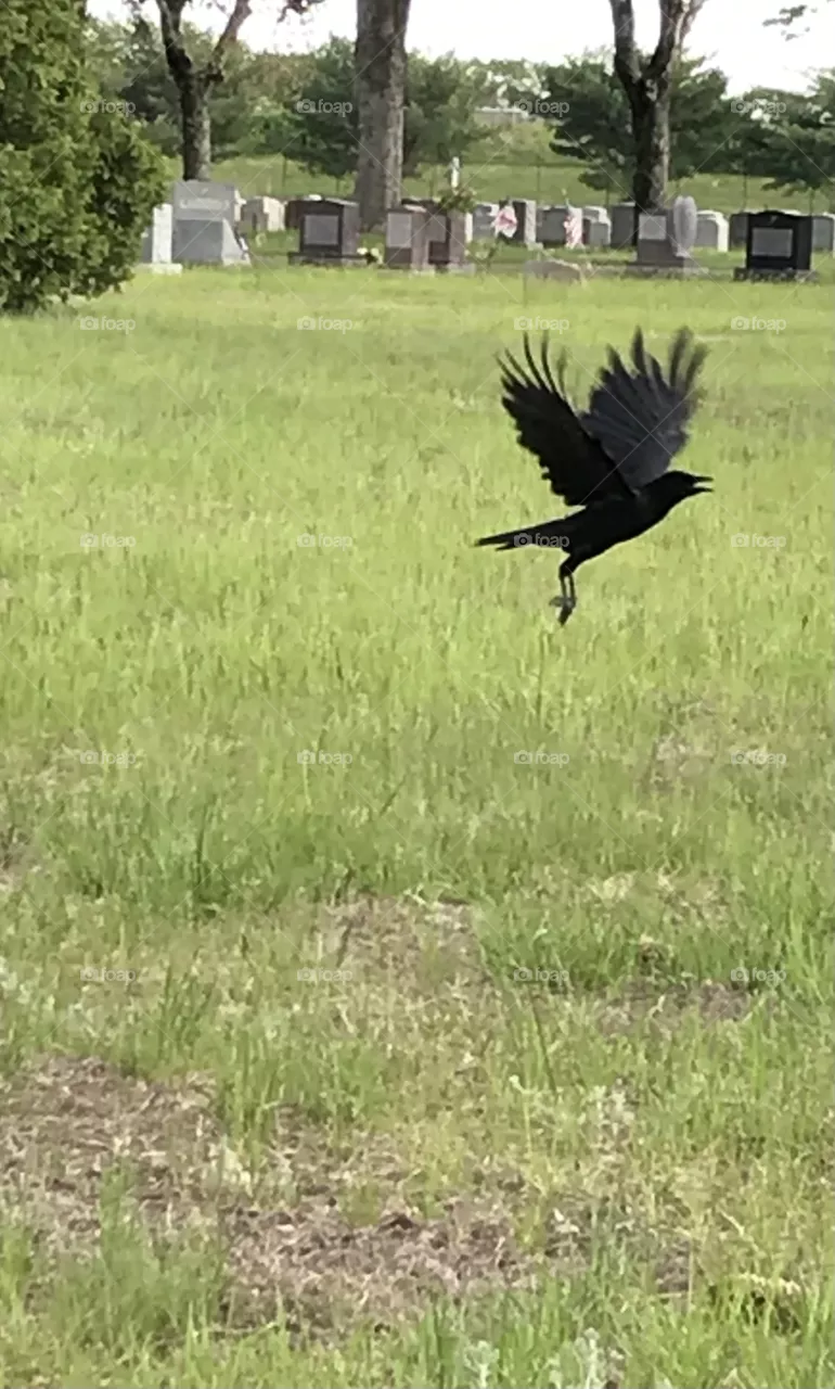 Fly away