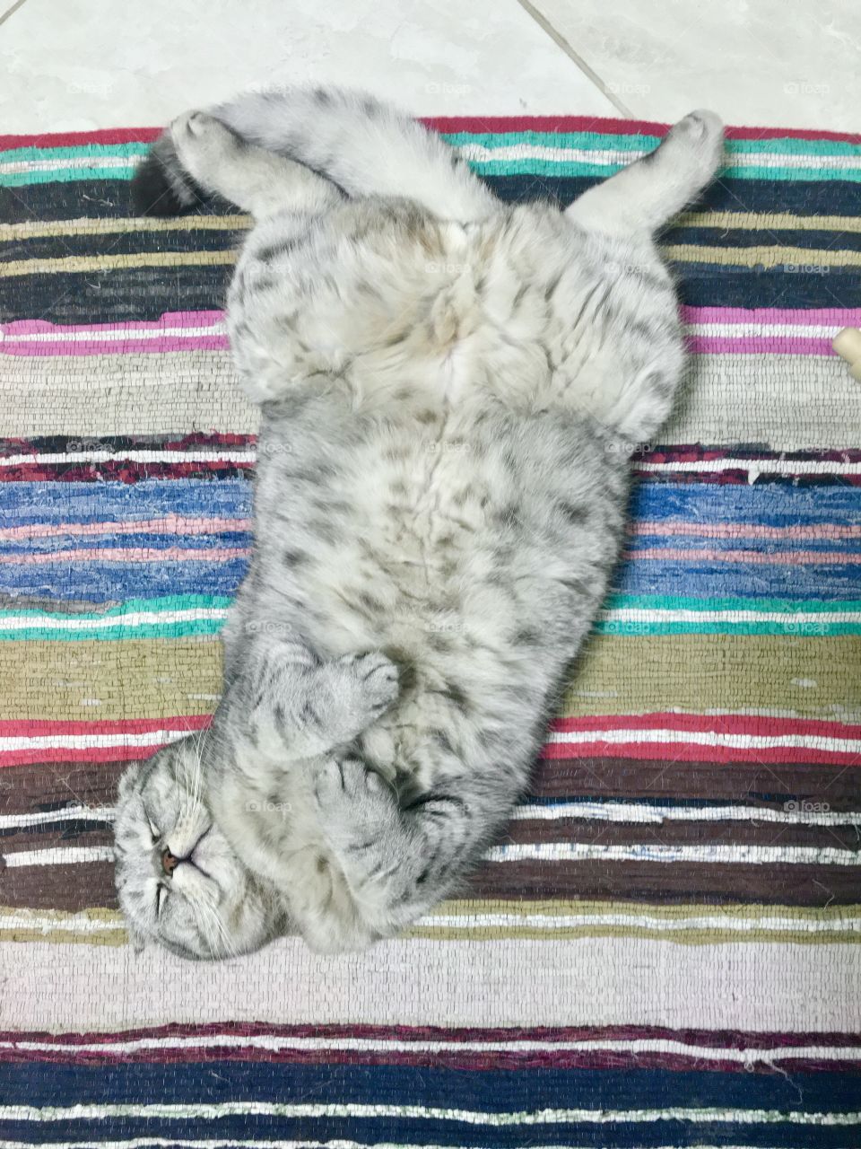 Funny fluffy cat lying showing his belly. 