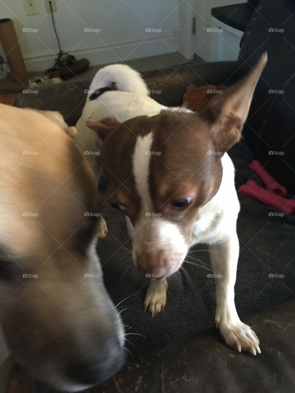 Bud you’re to small to push me around you better eat your wheaties first! I’ll eat you!!!