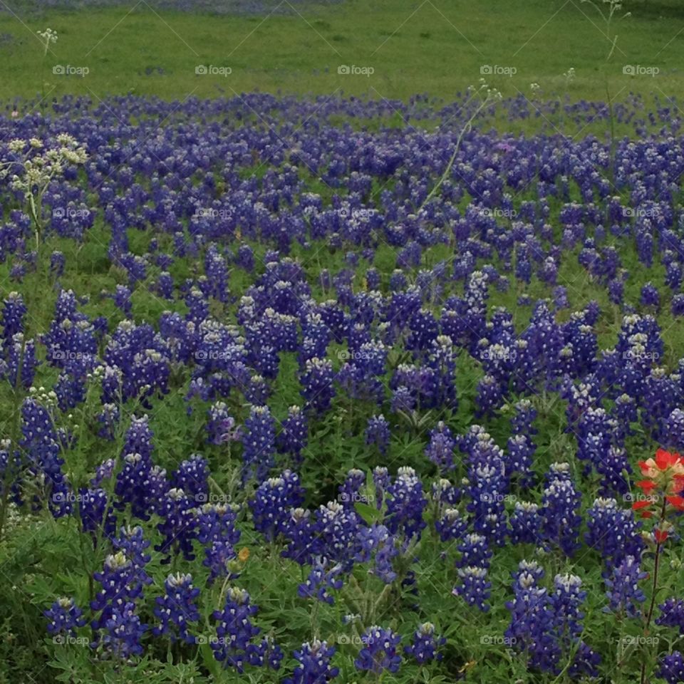 Texas Roadtrip. Field of Bluebonnets