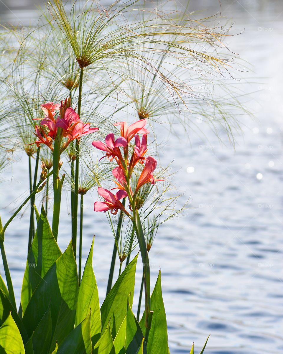 Lily Pond 