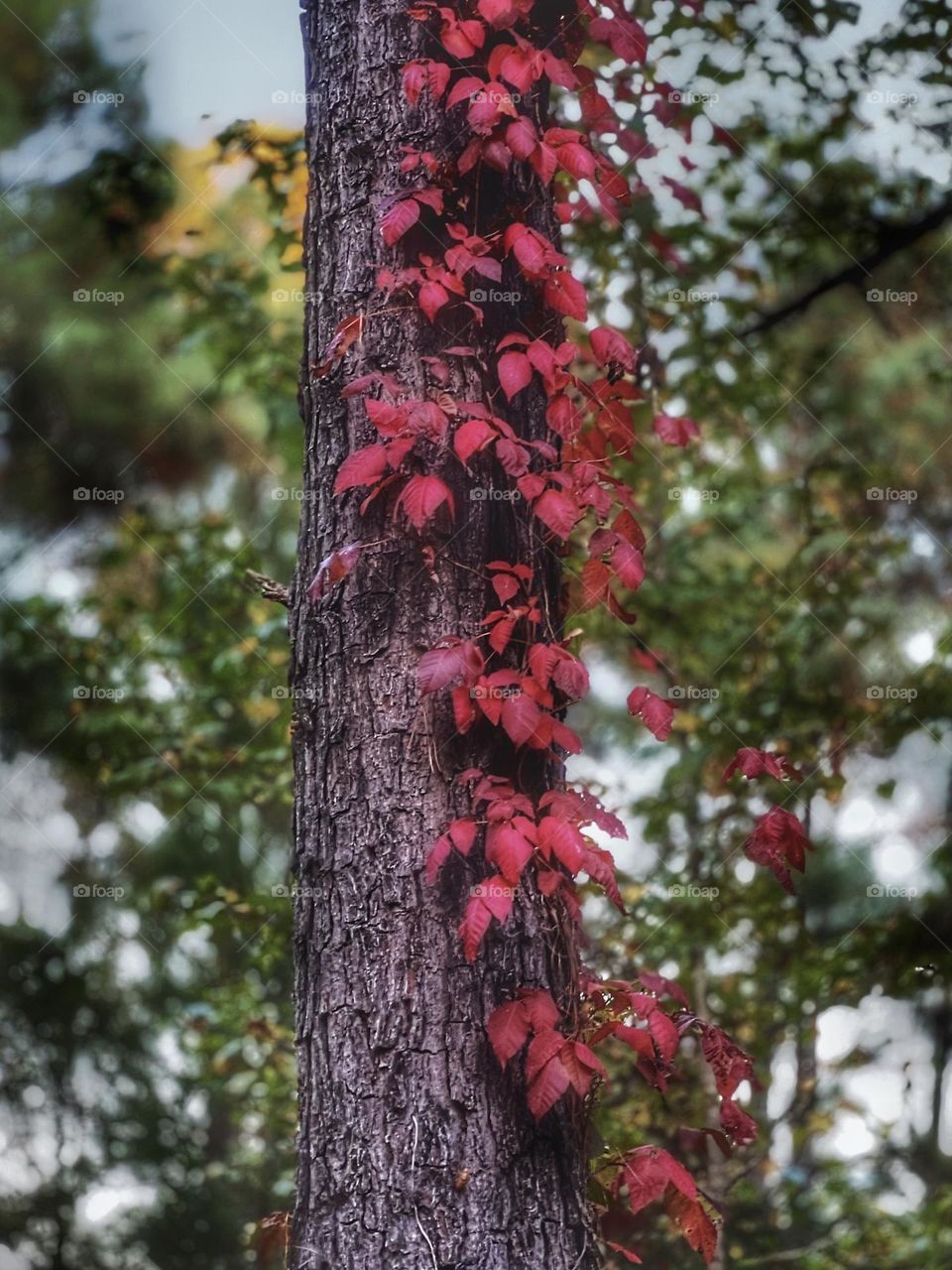 The beautiful leaves that the Fall brings add as much color as Spring does after a cold winter.