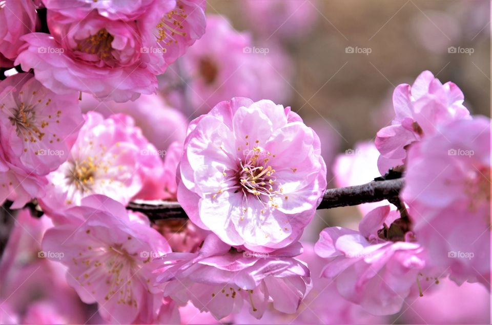 Blooming cherry tree