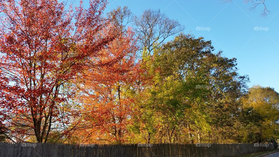 Autumn colors in sunlight