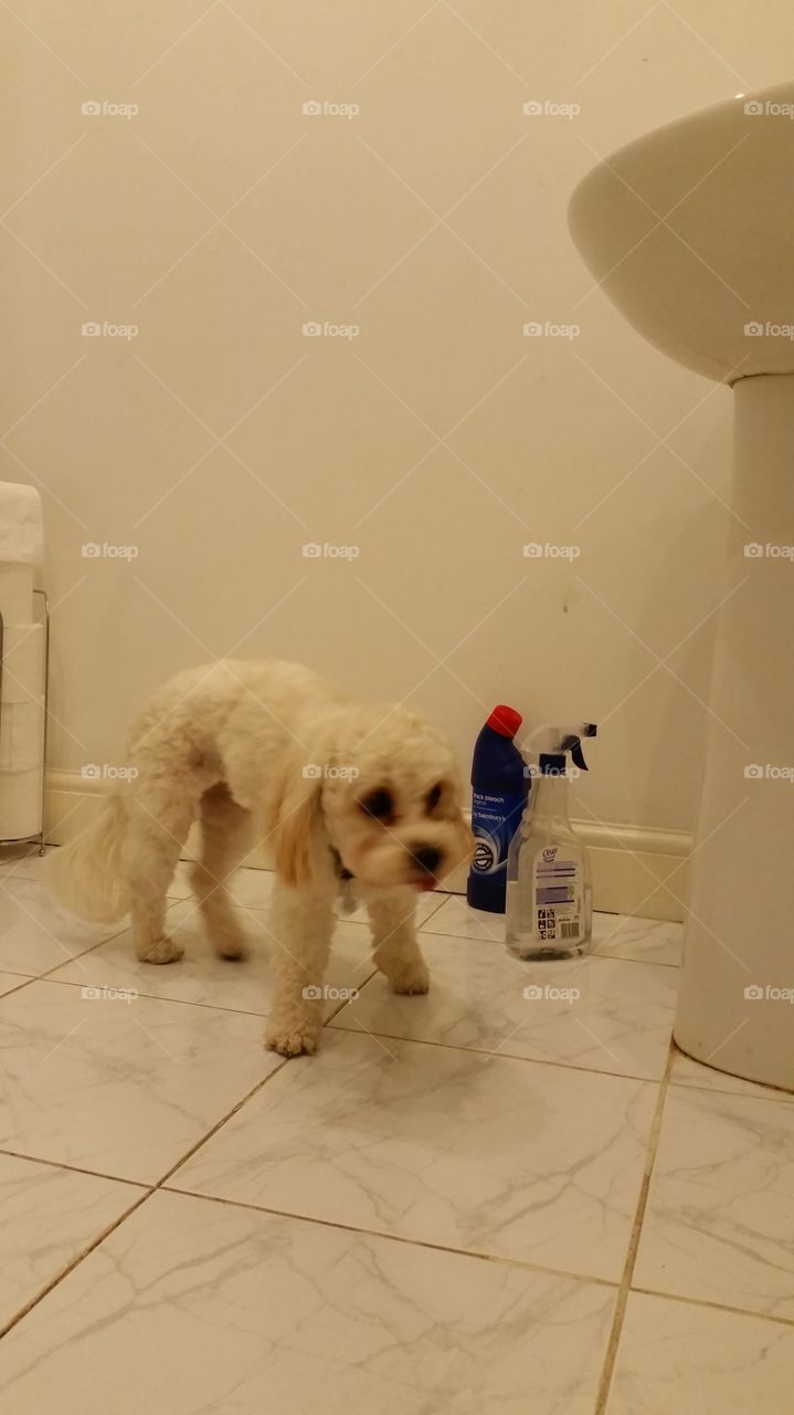 Dog, Room, Indoors, Pet, Canine