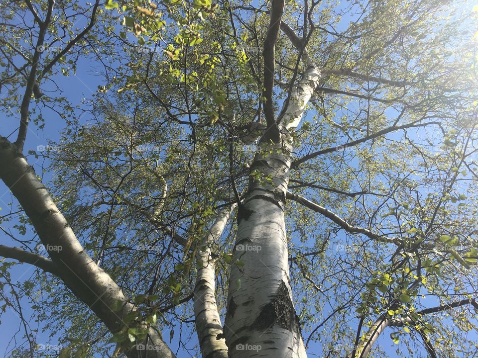 Huge birch tree with blue sky from the bottom