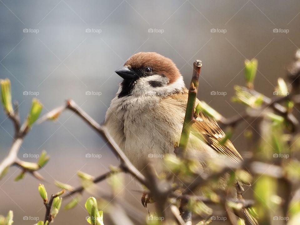 Sparrow