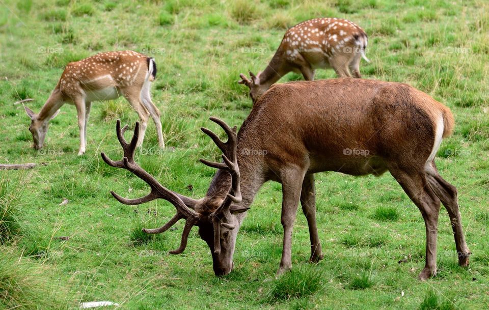 Beautiful skika and brown colour deer