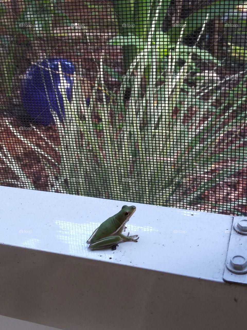 Frog in the porch