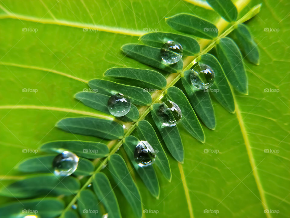 green bodhi leaf with water droplets on green leaves