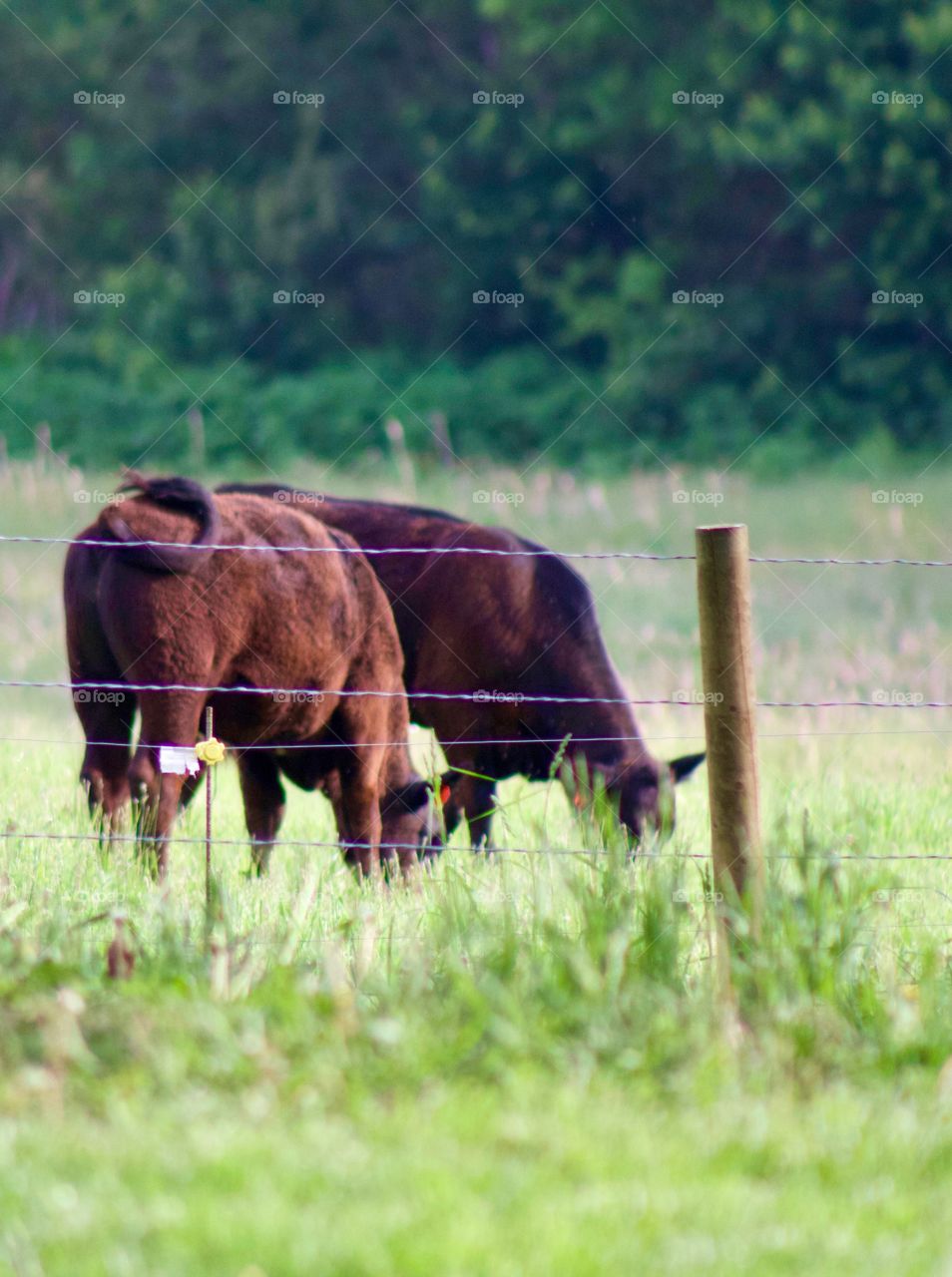 Two steers grazing in a hot-wired pasture, blurred trees in background