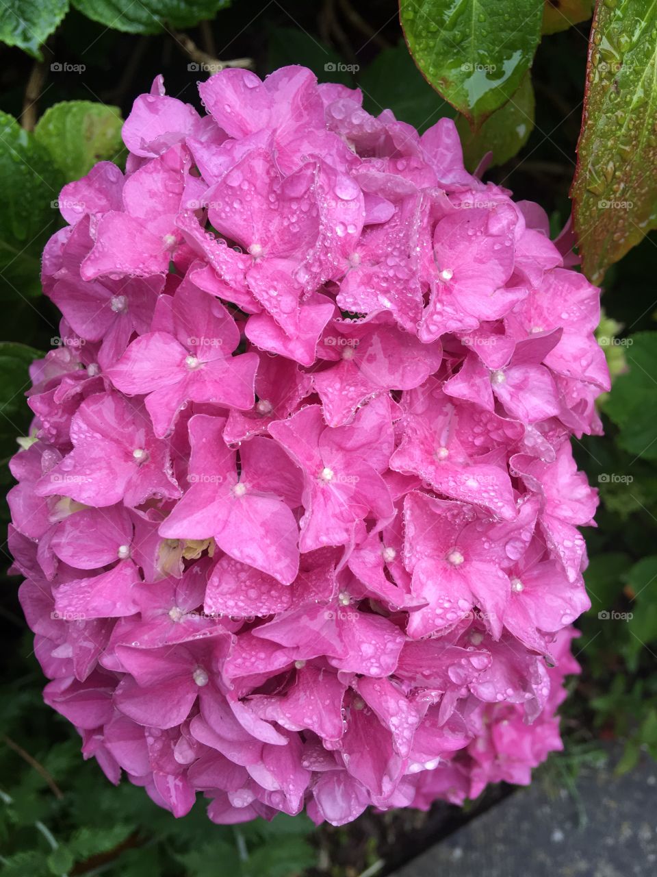 Nature, Flower, Flora, Garden, No Person