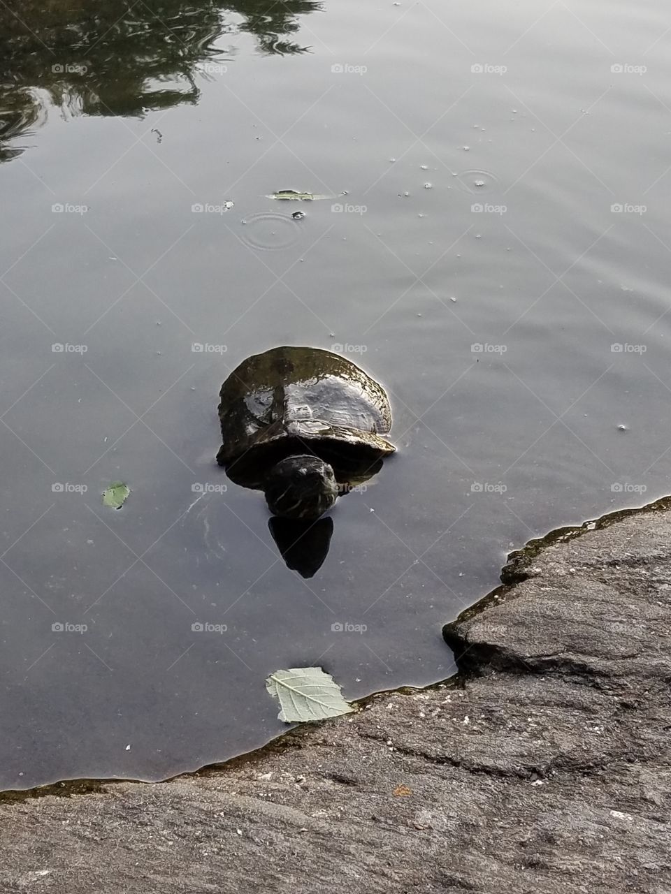turtles at turtle pond