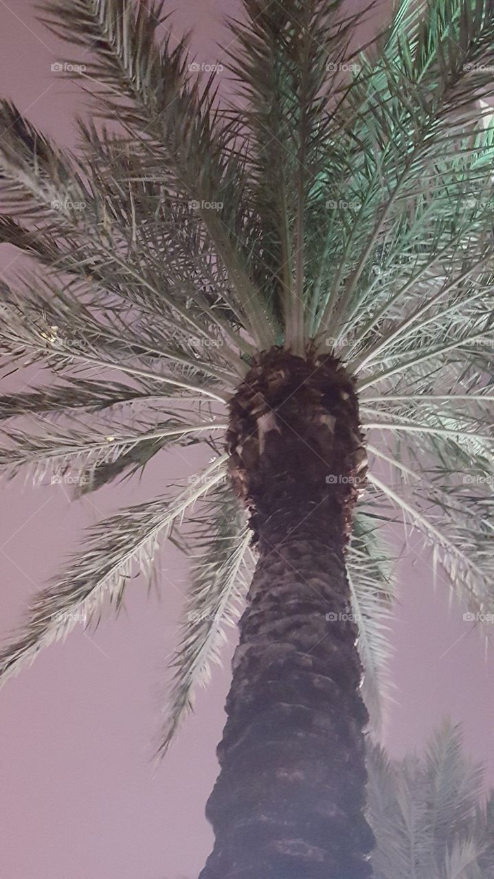 Palm Tree
