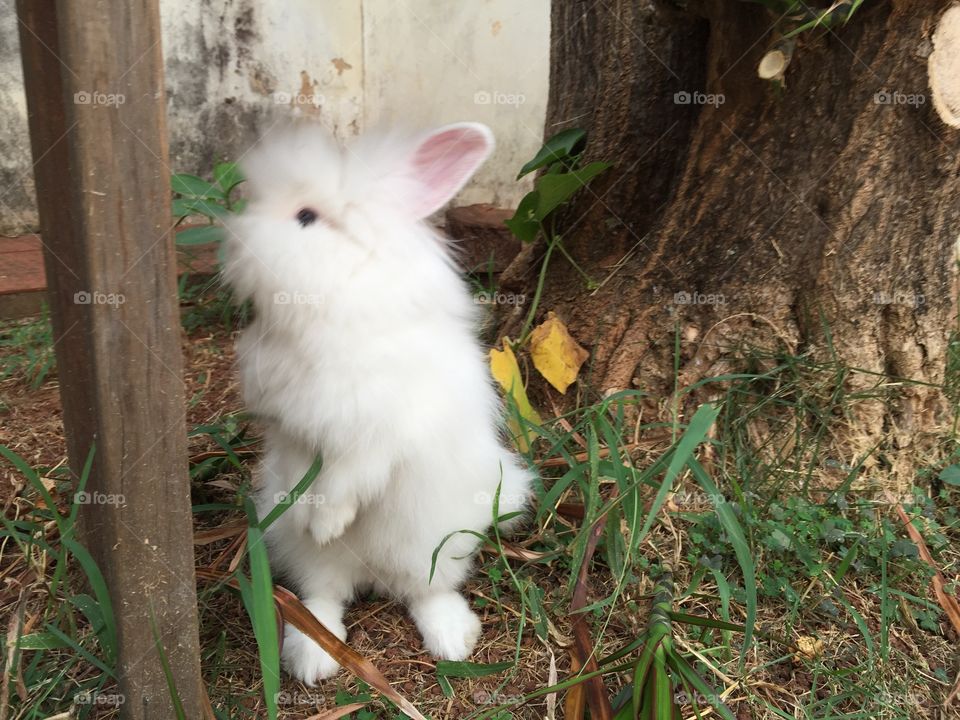 White angora rabbit