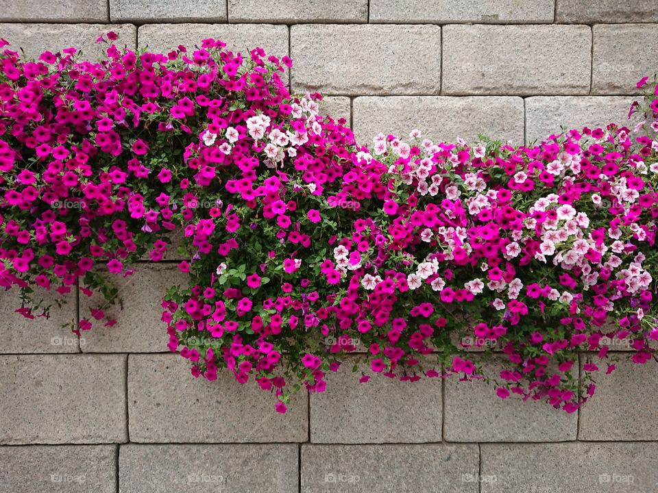 pink wall at korea