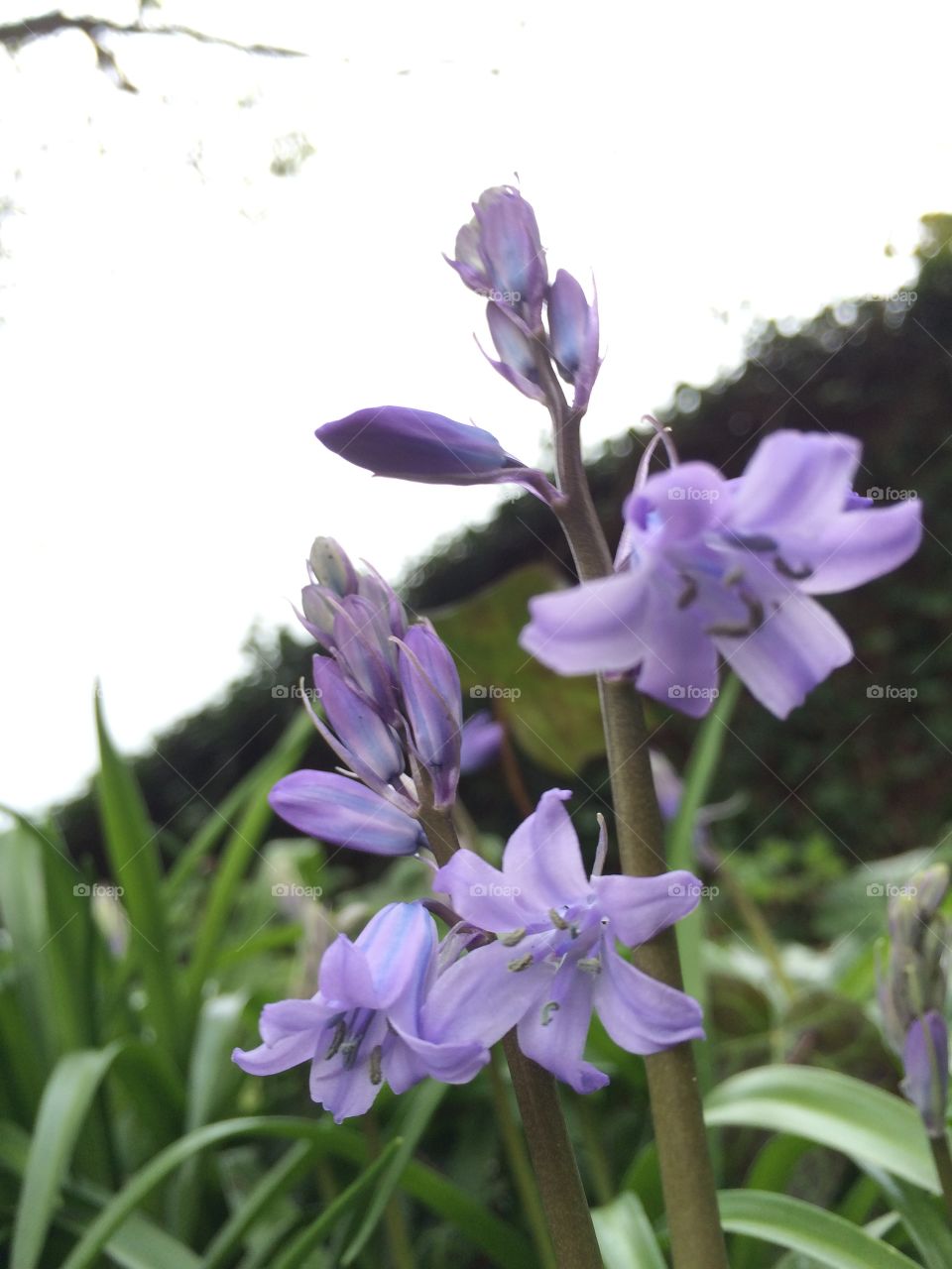 Wildflower On The Hill. Walking back from town I saw these bluebells ...