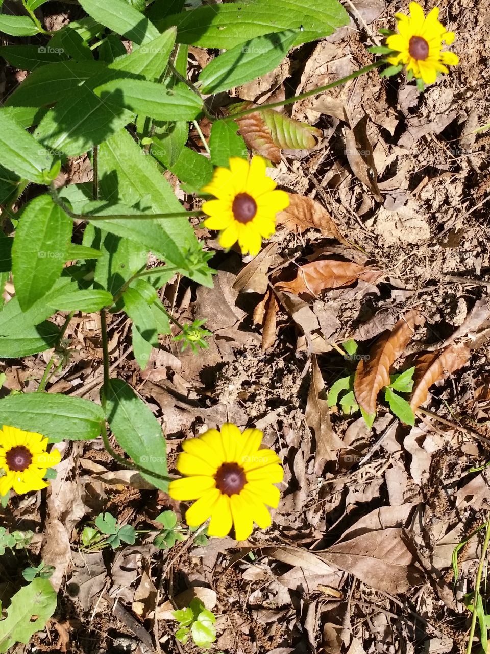 sunny spot. little wildflowers