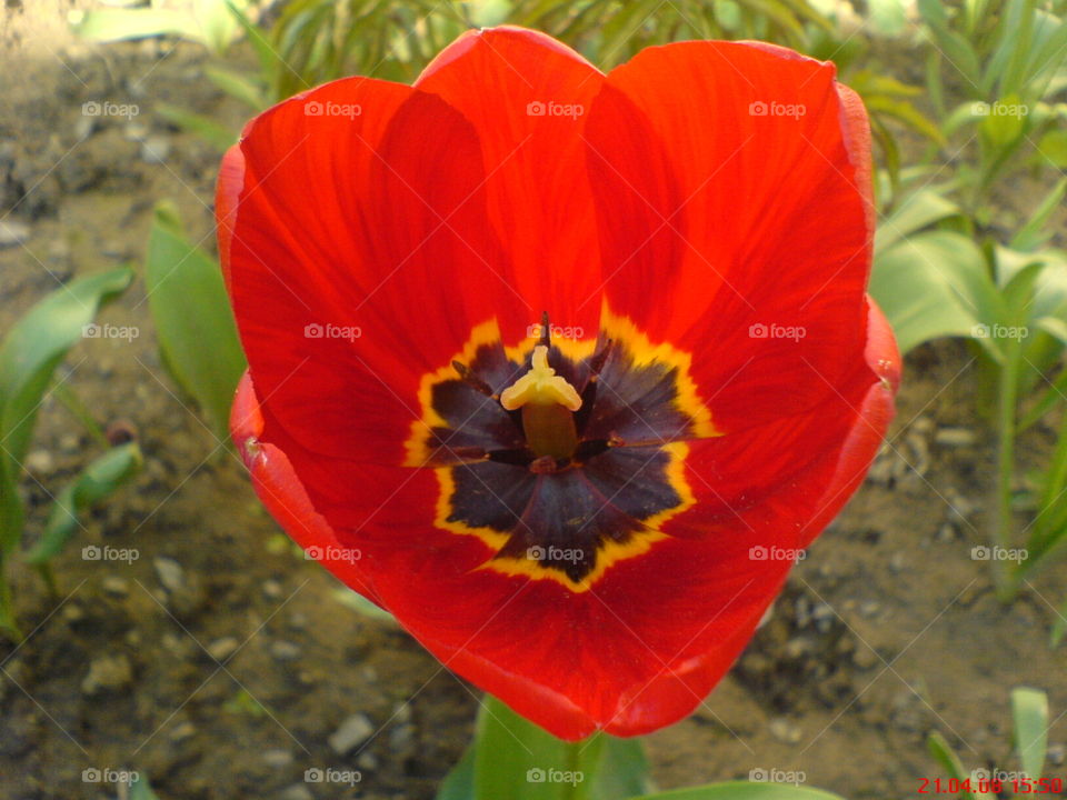 Red poppy