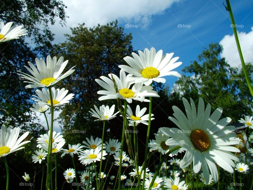 Beautiful daisies