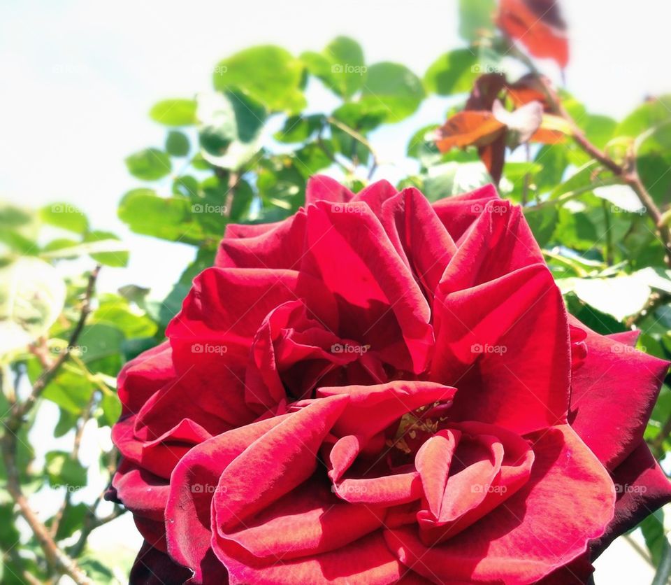 nature flower macro red by mrgrambo