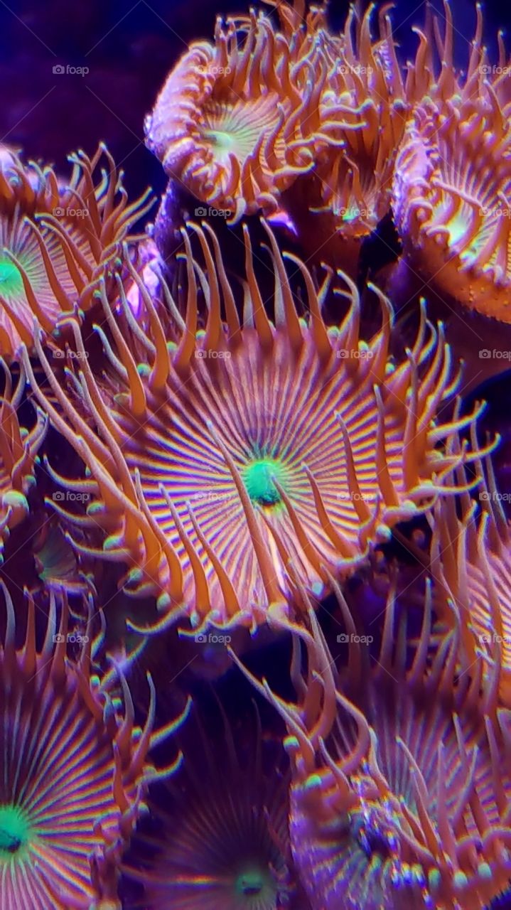 paly coral