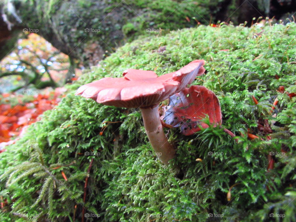 Nature, Tree, Moss, Wood, Mushroom