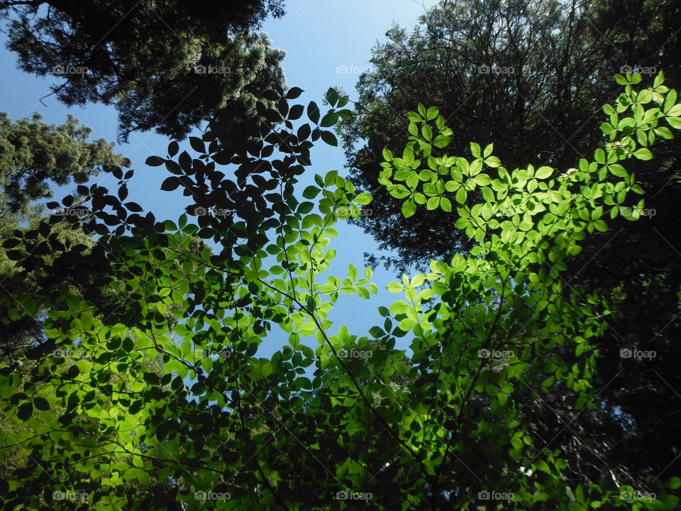 Sunlight in the trees