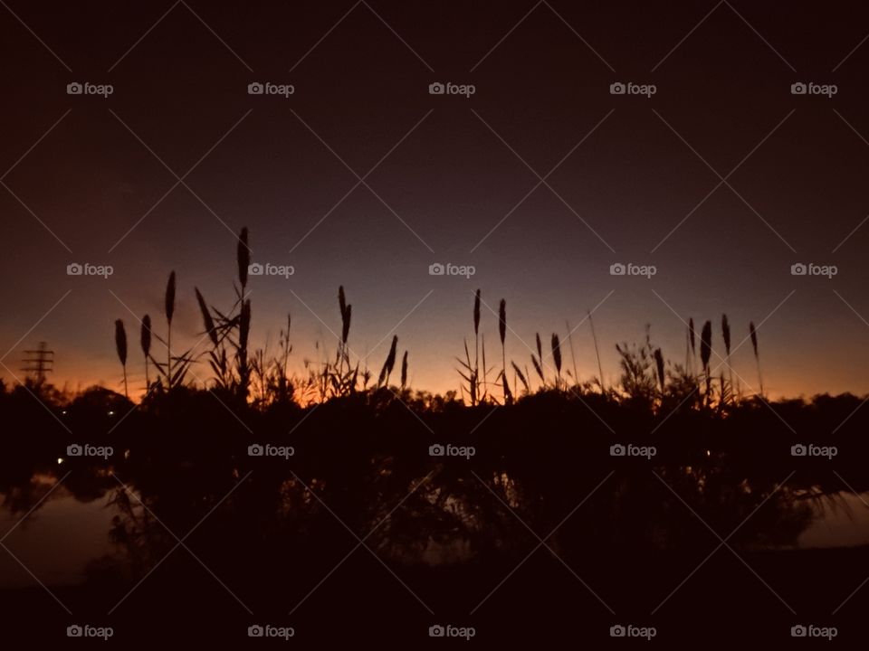 We will say A Very Good Night to the Cat Tails which have Captivated this Beautiful Day. Ever lasting Sunset Colours still glow even though Night is here and this Day must End.