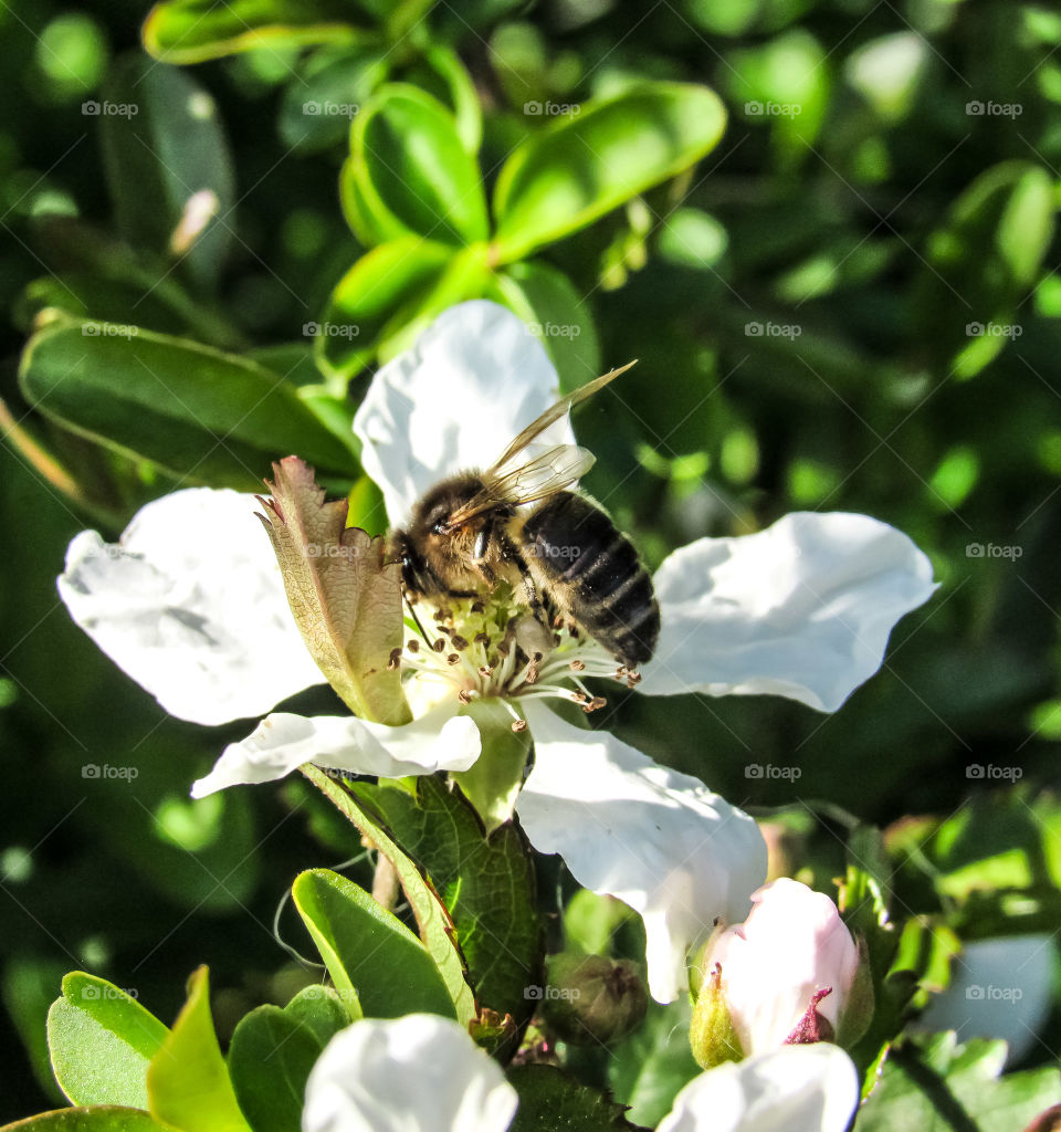 honey bee on white flowers